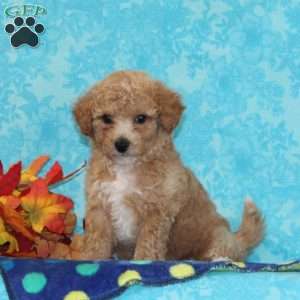 Spruce, Bich-Poo Puppy